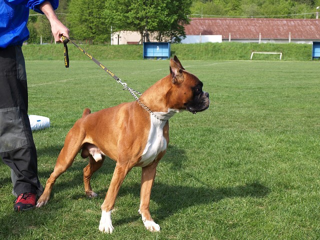 www.atibox.net * www.euroboxer.eu * www.boxergenealogia.eu